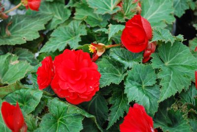 Ernst Benary of Amercia Inc. : New Star™ Begonia Red 