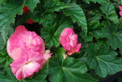 New Star™ Begonia tuberhybrida (multiflora) Rose 