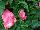 Ernst Benary of Amercia Inc. : Begonia tuberhybrida (multiflora) 'Rose' 