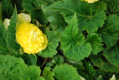 New Star™ Begonia tuberhybrida (multiflora) Yellow 