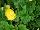 Ernst Benary of Amercia Inc. : Begonia tuberhybrida (multiflora) 'Yellow' 