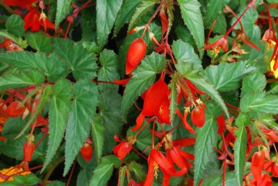 Begonia Santa Cruz™ 'Sunset'