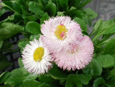 Habanera™ Bellis perennis Rose 