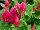 Ernst Benary of Amercia Inc. : Celosia plumosa 'Pink' 