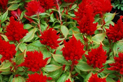 Glorious™ Celosia plumosa Red 