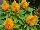 Ernst Benary of Amercia Inc. : Celosia plumosa 'Yellow' 