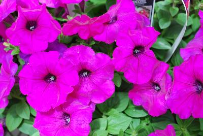 Petunia, trailing Success!® 'Violet'