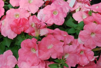 Success!® Petunia, trailing Salmon