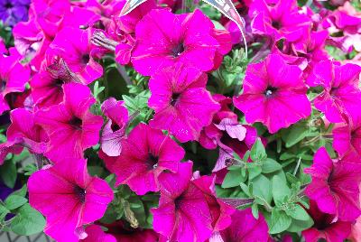 Petunia, trailing Success!® 'Burgundy'