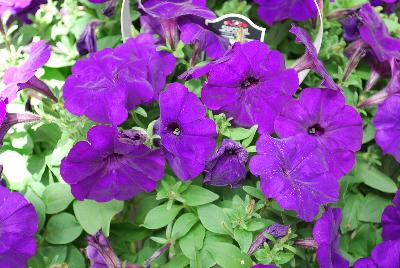 Petunia, trailing Success!® 'Blue'