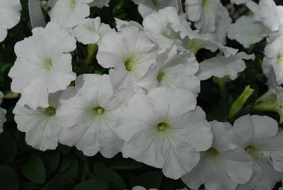 Petunia, trailing Success!® 'White'