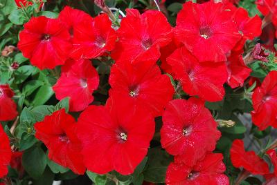 Success!® Petunia, trailing Red 