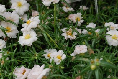 Stopwatch Portulaca White