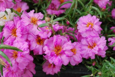 Stopwatch Portulaca Rose