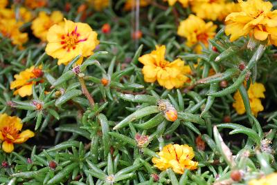 Stopwatch Portulaca Yellow