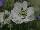 Ernst Benary of Amercia Inc. : Scabiosa  'White' 