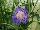 Ernst Benary of Amercia Inc. : Scabiosa  'Deep Blue' 