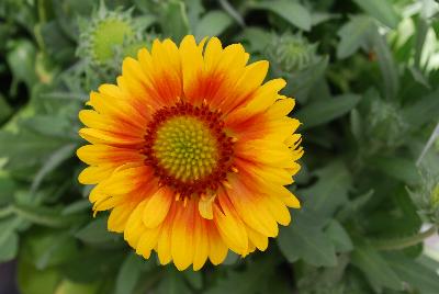 Gaillardia Arizona 'Apricot'