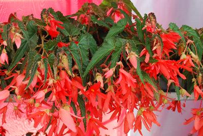 Begonia San Francisco™ ''