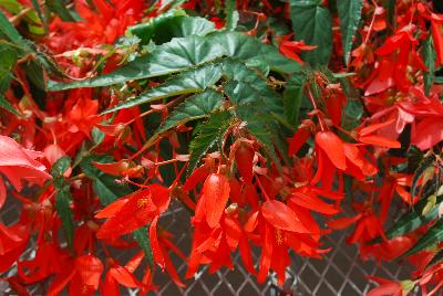 San Francisco™ Begonia 