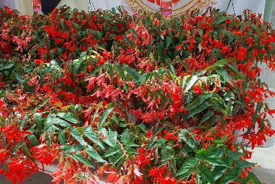 Begonia San Francisco™ ''