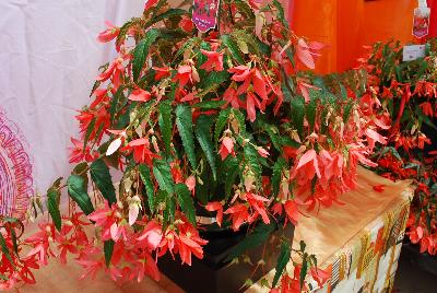 Begonia San Francisco™ ''