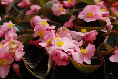 Ernst Benary of Amercia Inc. : Nightlife Begonia Pink 