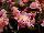 Ernst Benary of Amercia Inc. : Begonia  'Pink' 