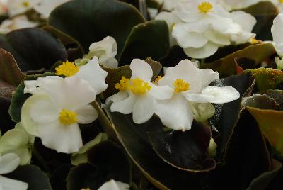 Nightlife Begonia White 