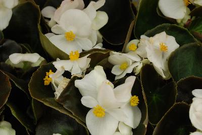 Ernst Benary of Amercia Inc. : Nightlife Begonia White 