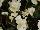 Ernst Benary of Amercia Inc. : Begonia  'White' 