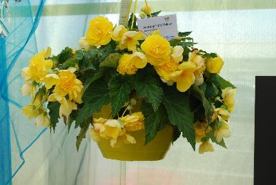 Begonia Nonstop™ 'Joy Yellow'