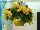 Ernst Benary of Amercia Inc. : Begonia  'Joy Yellow' 
