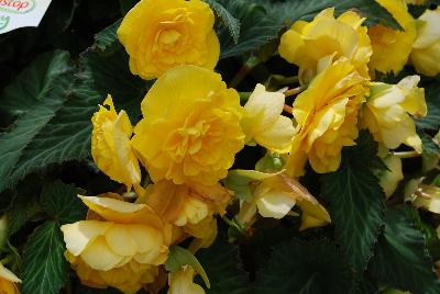 Begonia Nonstop™ 'Joy Yellow'