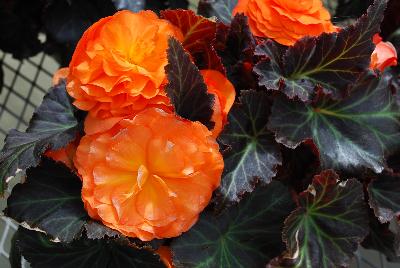 Ernst Benary of Amercia Inc. : Nonstop™ Mocca Begonia Bright Orange 