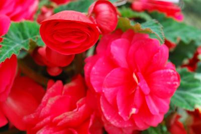 Ernst Benary of Amercia Inc. : Nonstop™ Begonia Deep Rose 