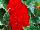 Ernst Benary of Amercia Inc. : Begonia  'Red' 