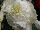 Ernst Benary of Amercia Inc. : Begonia  'Appleblossom' 