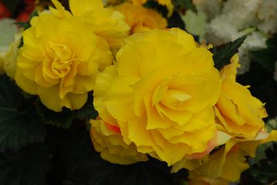 Ernst Benary of Amercia Inc. : Nonstop™ Begonia Yellow Red Back 