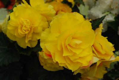 Nonstop™ Begonia Yellow Red Back 