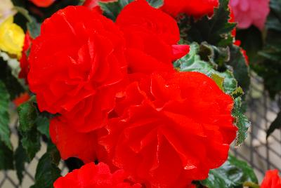 Nonstop™ Begonia Orange 