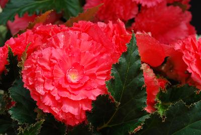 Begonia Nonstop™ 'Pink'