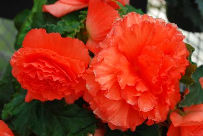 Begonia Nonstop™ 'Deep Salmon'