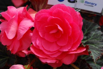 Ernst Benary of Amercia Inc. : Nonstop™ Mocca Begonia Pink Shades 