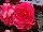 Ernst Benary of Amercia Inc. : Begonia  'Pink Shades' 