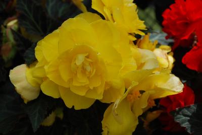 Begonia Nonstop™ Mocca 'Yellow'