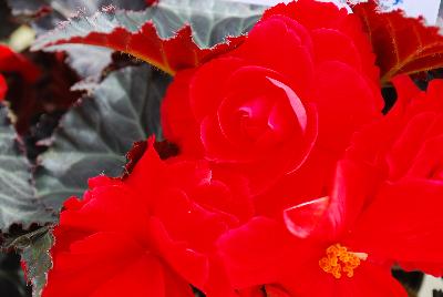 Begonia Nonstop™ Mocca 'Cherry'