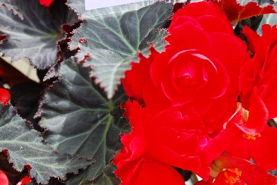 Begonia Nonstop™ Mocca 'Cherry'