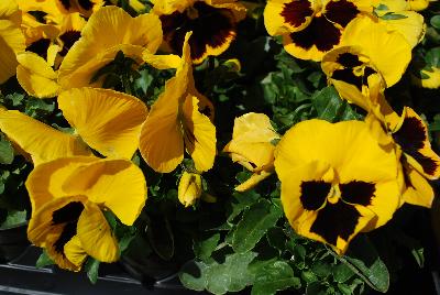 Pansy Inspire DeluXXe™ 'Yellow Blotch'