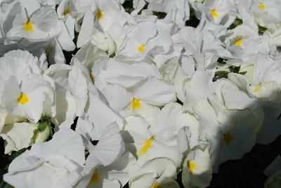 Inspire DeluXXe™ Pansy White 